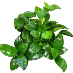 Anubias Nana 'Petite' (Bonsai) - In Vitro