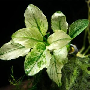 Anubias Barteri var. Nana 'Variegata'