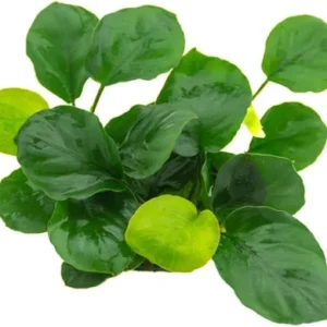 Anubias Barteri 'Coin Leaf' (In Vitro)
